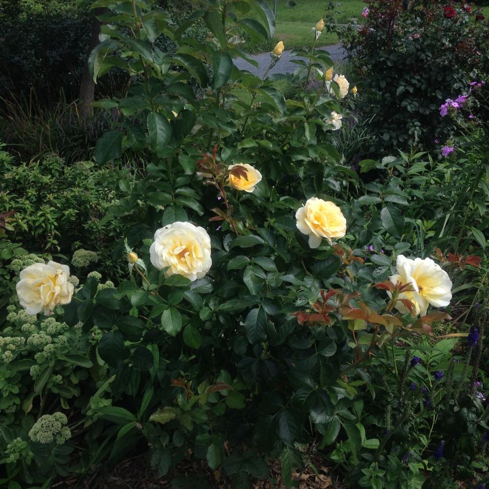 Photo of Rose (Rosa 'Sunshine Daydream') uploaded by csandt
