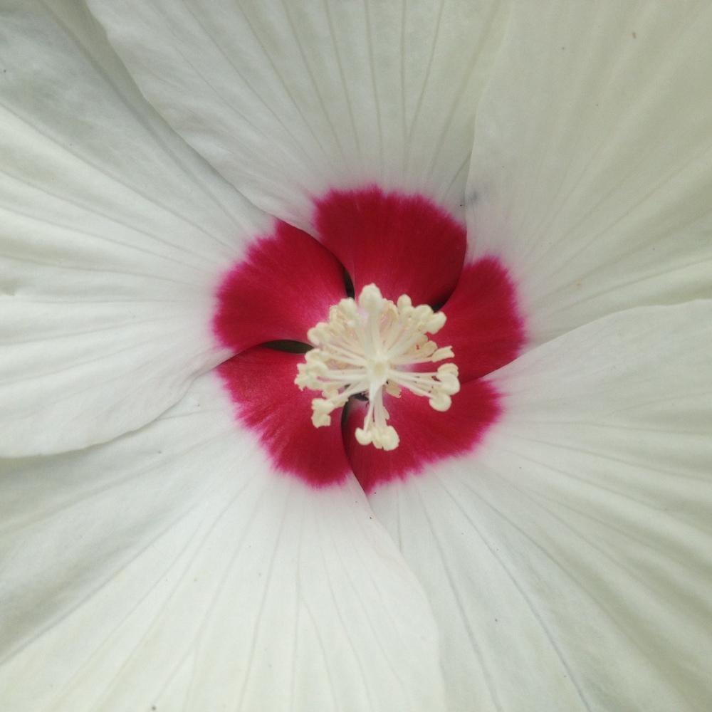 Photo of Hardy Hibiscus (Hibiscus moscheutos) uploaded by csandt