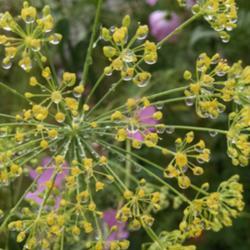 Location: Athol, MA
Date: 2017-09-07
Dill flowers after a rain