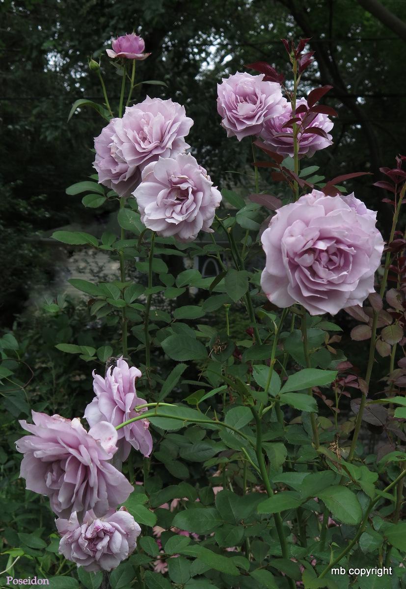 Photo of Rose (Rosa 'Novalis') uploaded by MargieNY