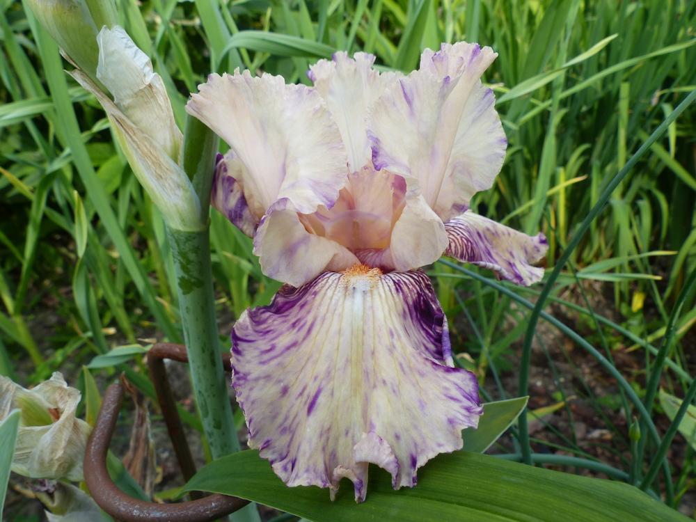 Photo of Border Bearded Iris (Iris 'Raspberry Silk') uploaded by Mayo62
