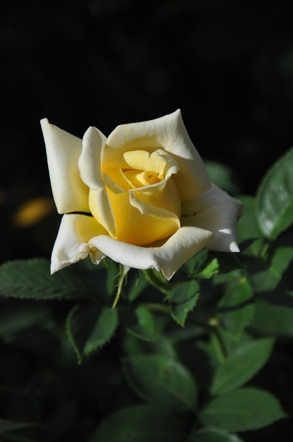 Photo of Rose (Rosa 'Selfridges') uploaded by Steve812