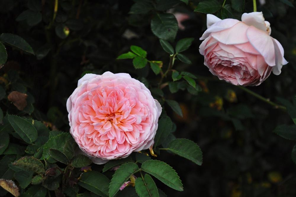 Photo of Rose (Rosa 'Abraham Darby') uploaded by Steve812