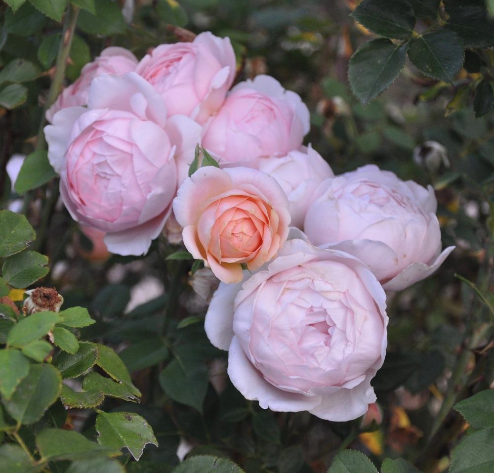 Photo of Rose (Rosa 'Ambridge Rose') uploaded by Steve812