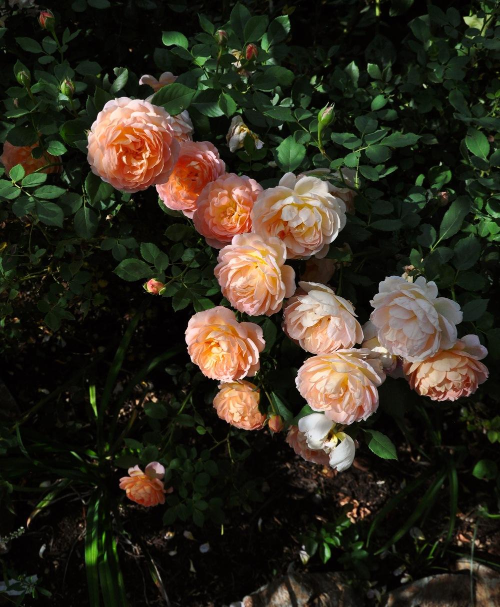 Photo of English Shrub Rose (Rosa 'Lady of Shalott') uploaded by Steve812