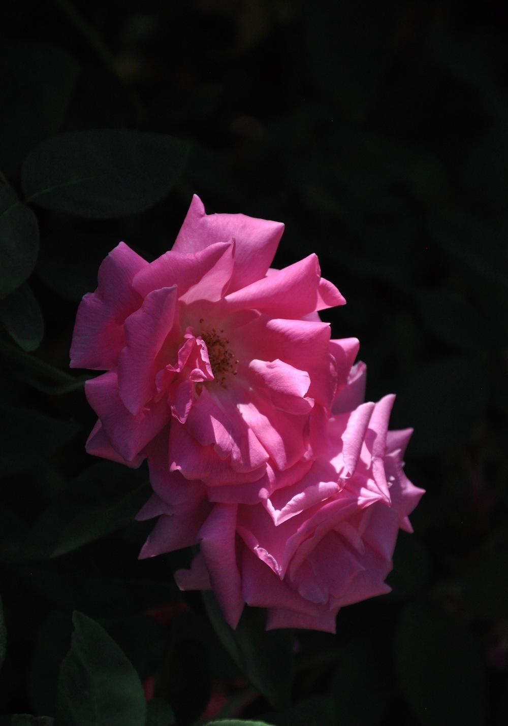 Photo of Rose (Rosa 'Zephirine Drouhin') uploaded by Steve812