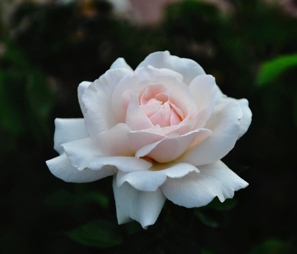 Photo of Rose (Rosa 'Penny Lane') uploaded by Steve812