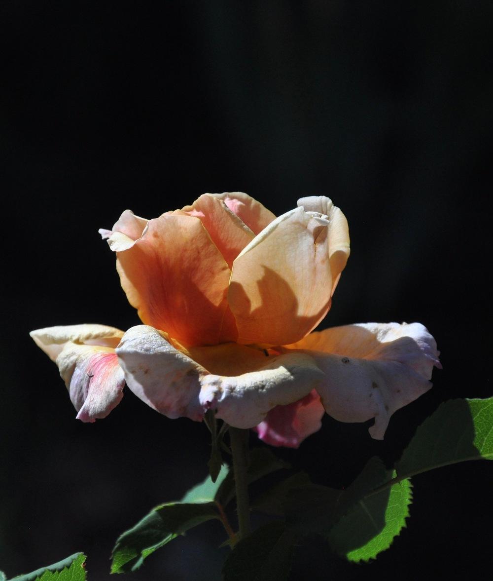 Photo of Rose (Rosa 'Caramella') uploaded by Steve812