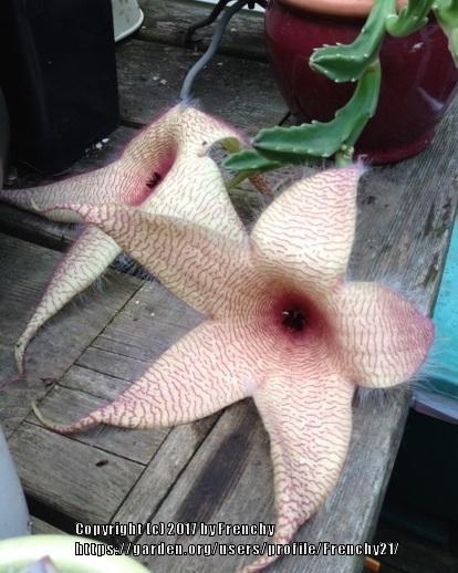 Photo of Starfish Plant (Ceropegia gigantea) uploaded by Frenchy21