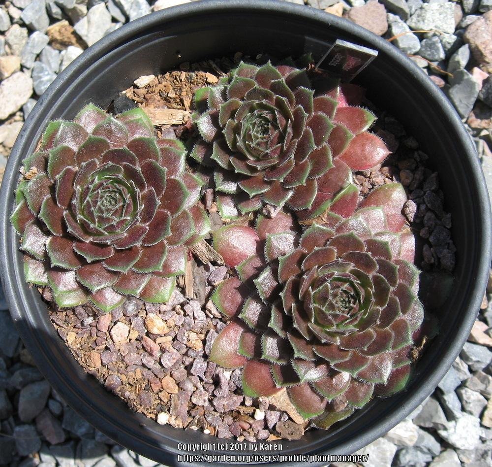Photo of Hen and Chicks (Sempervivum 'Director Jacobs') uploaded by plantmanager