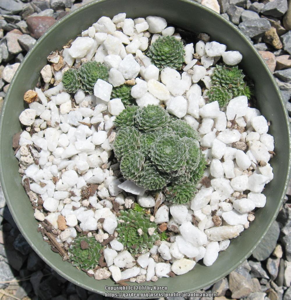 Photo of Hen and Chicks (Sempervivum 'Silver Angel') uploaded by plantmanager