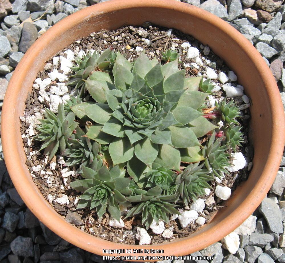 Photo of Hen and Chicks (Sempervivum 'Red Beauty') uploaded by plantmanager