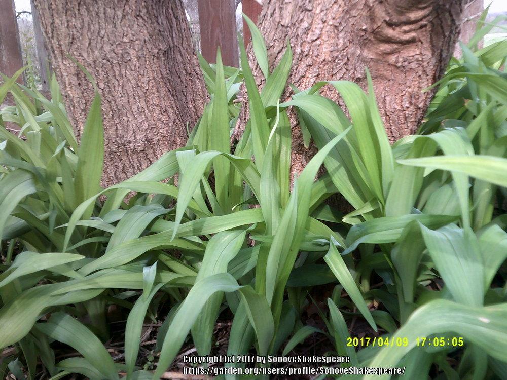 Photo of Ditch Lily (Hemerocallis fulva) uploaded by SonoveShakespeare