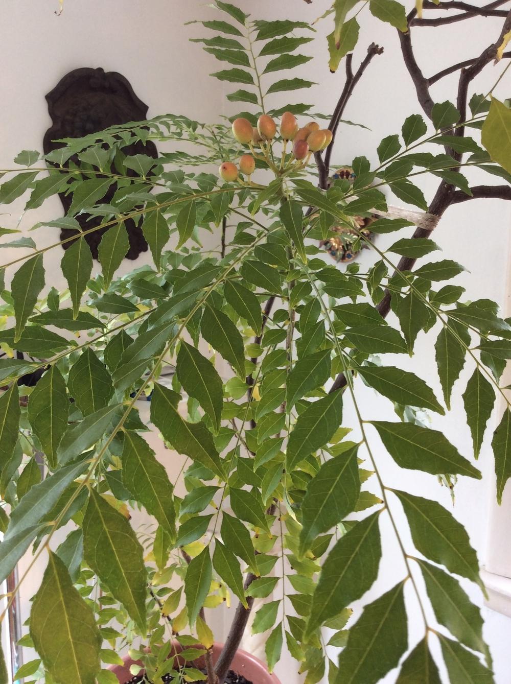 Photo of Curry Leaf (Murraya koenigii) uploaded by Ursula