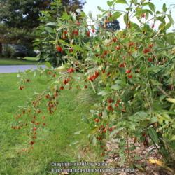 Location: My Garden in PA
Date: 2017-09-12
Half bush shot.  Branches need support.  Otherwise very droopy.