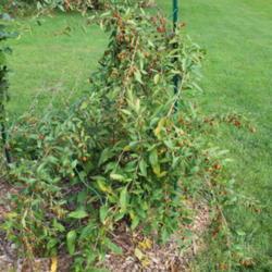 Location: My Garden in PA
Date: 2017-09-12
My 2 years old bush.  It has a very unruly and sprawling habit of