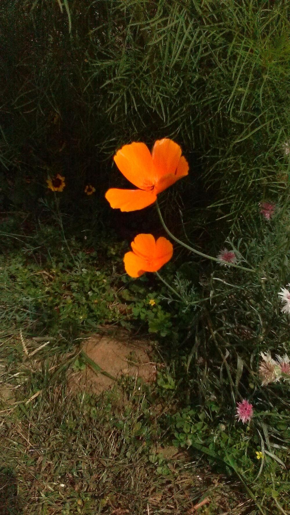 Photo of California Poppy (Eschscholzia californica) uploaded by m33jones2