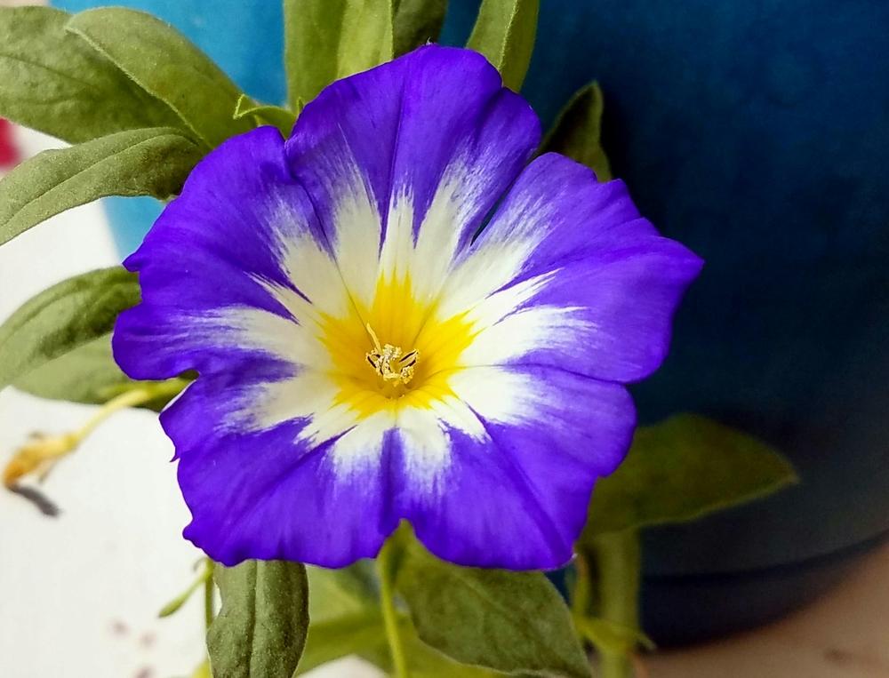 Photo of Dwarf Morning Glory (Convolvulus tricolor 'Royal Ensign') uploaded by Gerris2