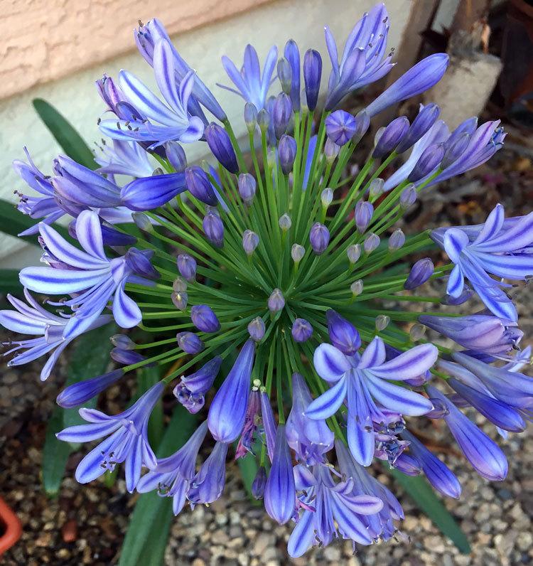 Photo of Lily of the Nile (Agapanthus) uploaded by LizDTM
