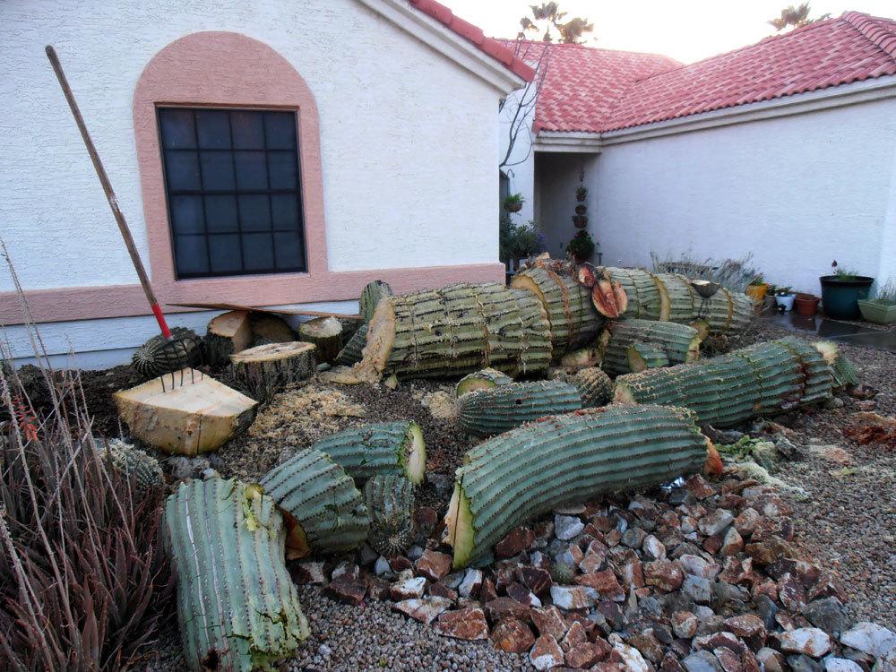Photo of Saguaro (Carnegiea gigantea) uploaded by LizDTM