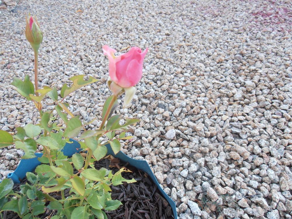 Photo of Rose (Rosa 'Queen Elizabeth') uploaded by LizDTM