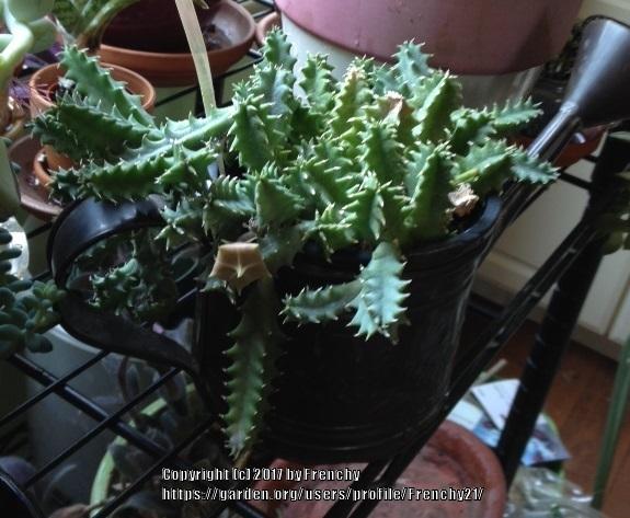 Photo of Lifesaver Plant (Ceropegia zebrina subsp. zebrina) uploaded by Frenchy21