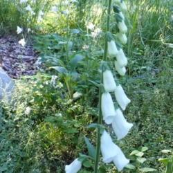 Location: Riverview, Robson, B.C. 
Date: 2008-06-15
 5:05 pm. A pure white Foxglove, joined by pure white Columbines.