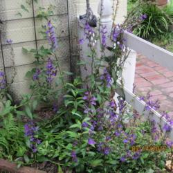 Location: Mom's garden
Date: 2017-09-14
Purchased six from American Meadows this spring. Bloomed spring a