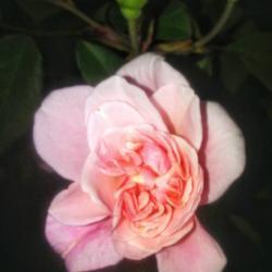 Location: Coastal San Diego County 
Date: 2017-09-14
Mystery mini rose. Wish I knew the name