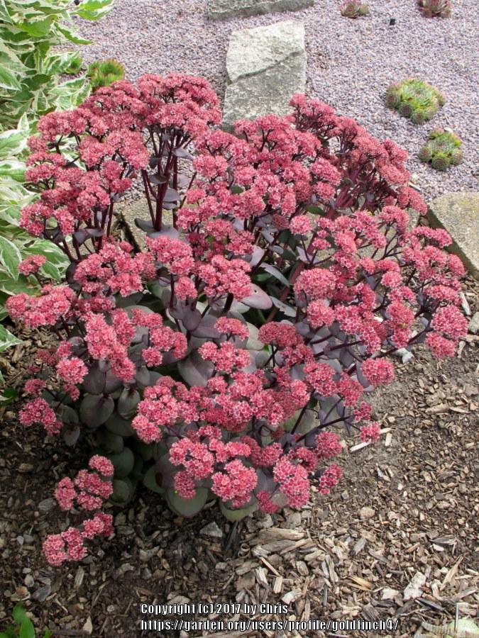 Photo of Stonecrop (Hylotelephium SunSparkler® Blue Pearl) uploaded by goldfinch4