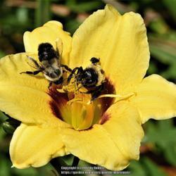 Location: My backyard in Allentown, PA
Date: 2017-09-04
Two bumblebees pay a visit to my Junebug Daylily on on 4 Sep 17.