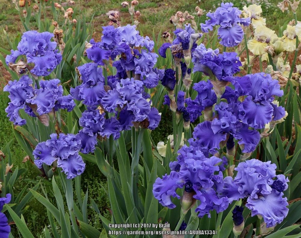 Photo of Tall Bearded Iris (Iris 'Sea Power') uploaded by ARUBA1334