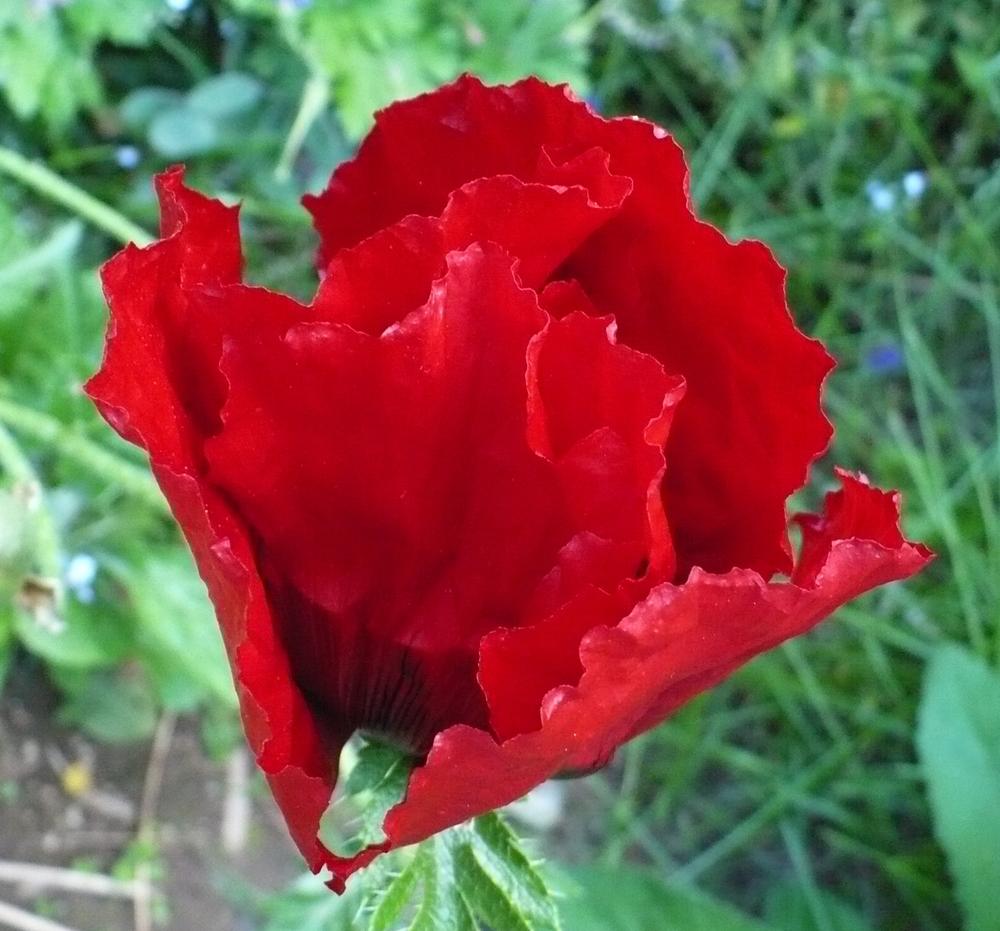 Photo of Oriental Poppy (Papaver orientale 'Beauty of Livermere') uploaded by HemNorth