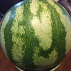 Location: Broken Arrow, OK
Date: 2017-09-15
My first watermelon!