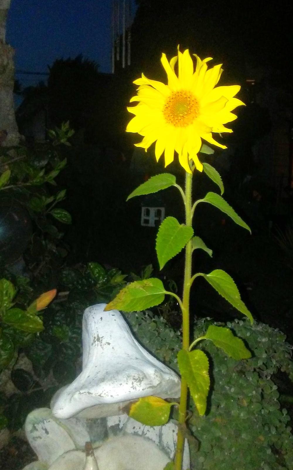 Photo of Sunflowers (Helianthus annuus) uploaded by carlysuko