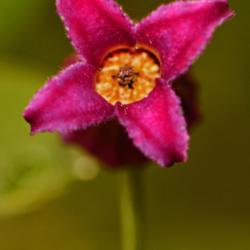Location: Botanical Gardens of the State of Georgia...Athens, Ga
Date: 2017-09-16
Clematis pitcheri from below 003