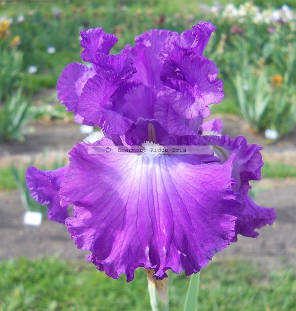 Photo of Tall Bearded Iris (Iris 'Aristocracy') uploaded by TBMan