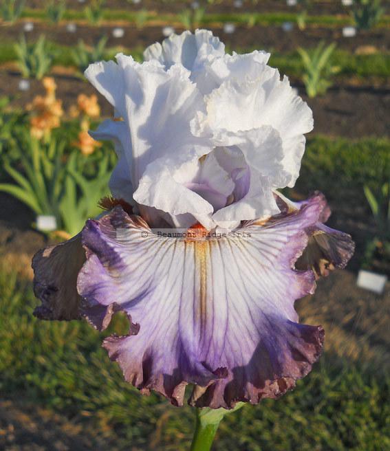 Photo of Tall Bearded Iris (Iris 'Arthouse') uploaded by TBMan