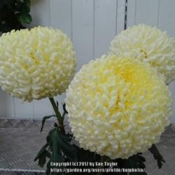 Location: Morpeth Chrysanthemum Society
Date: 2017-09-17