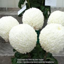 Location: Morpeth Chrysanthemum Society
Date: 2017-09-17