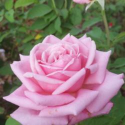 Location: Nocona,Texas zn.7 My gardens
Date: 2017-09-16
Every garden needs this lovely,dependable Rose