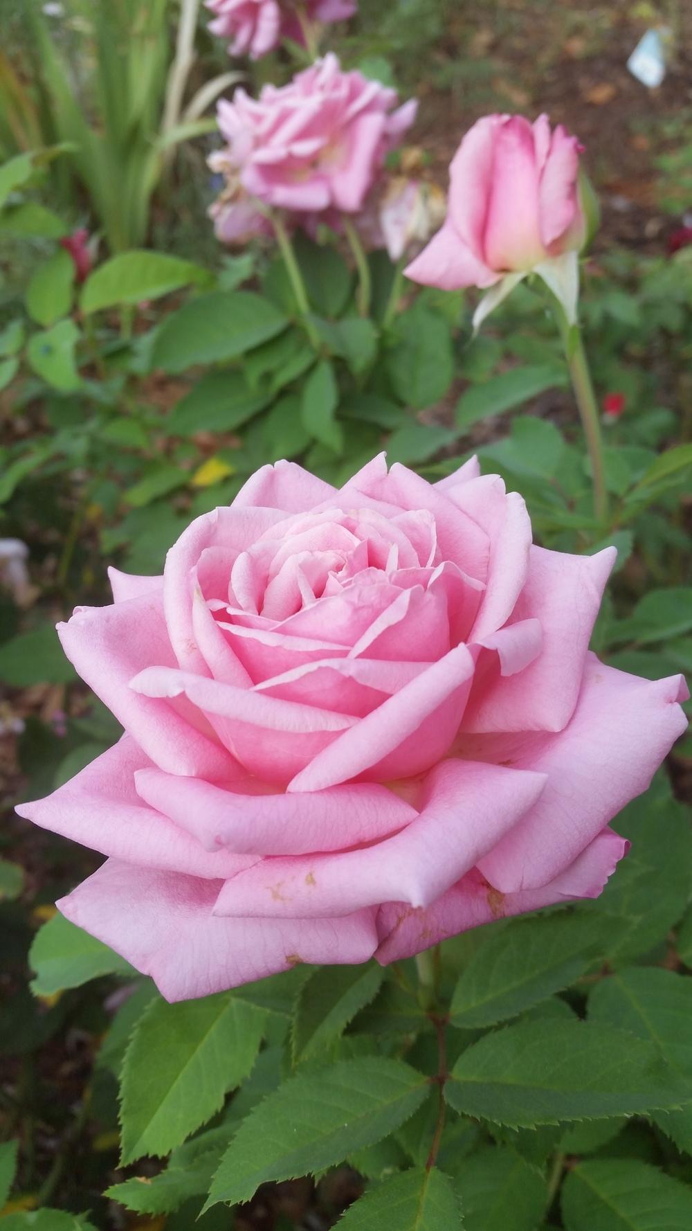 Photo of Rose (Rosa 'Belinda's Dream') uploaded by FAIRYROSE