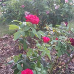 Location: Nocona,Texas zn.7 My gardens
Date: 2017-09-16
In my gardens with over 100+ Roses, Dame de Coeur stands out with