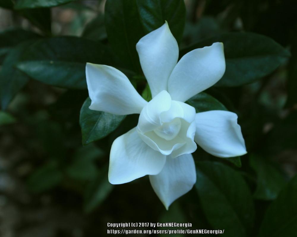 Photo of Gardenia (Gardenia jasminoides 'August Beauty') uploaded by GenXNEGeorgia