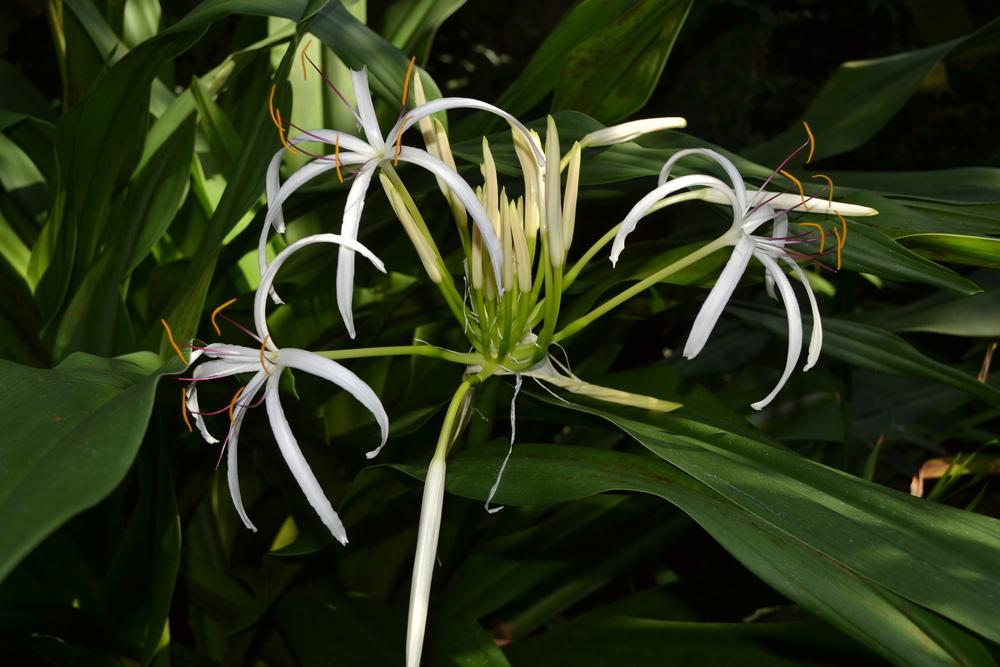 Photo of Grand Crinum Lily (Crinum asiaticum) uploaded by dawiz1753