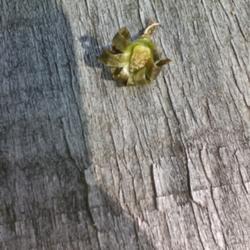 Location: Tarlton
Date: 2017-09-18
Showing where the seeds are