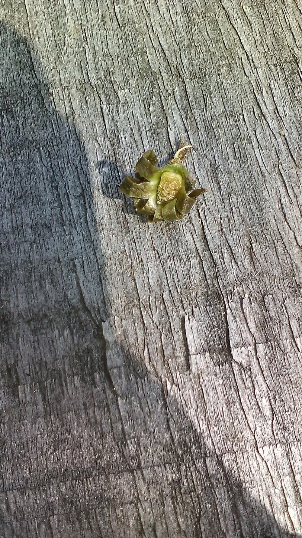 Photo of Chicory (Cichorium intybus) uploaded by m33jones2