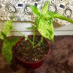 Location: Our apartment
Date: 2017-09-19
A new Syngonium I've discovered online!