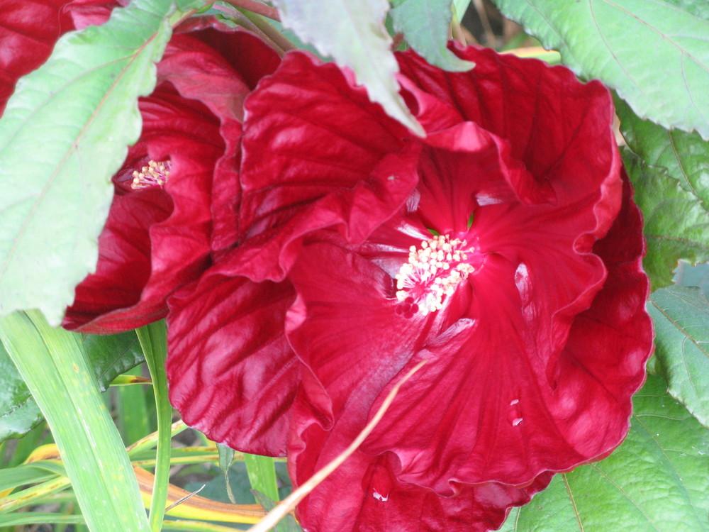 Photo of Hybrid Hardy Hibiscus (Hibiscus Summerific™ Cranberry Crush) uploaded by Ina