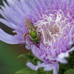 Location: my garden, Utah
Date: 2017-07-09
#pollination featuring Agapostemon